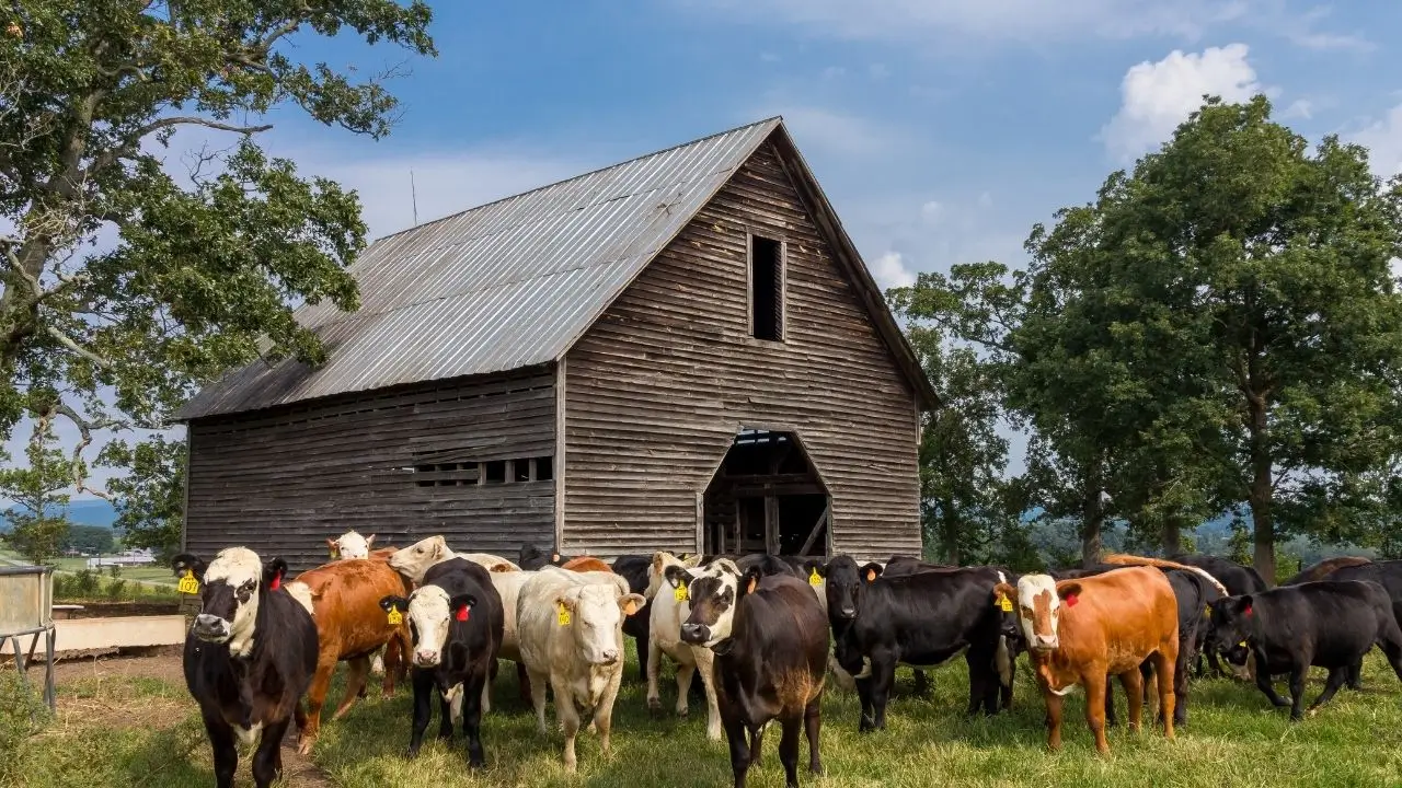 Barn Ventilation and Things to Consider