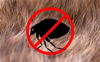 How to Destroy Fleas in the Barn?