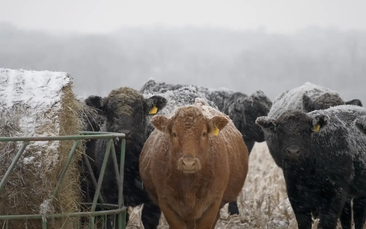 How Many Degrees of Cold Can Cattle Endure?
