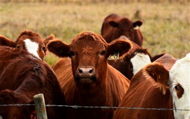 Nail Diseases and Treatment in Cattle