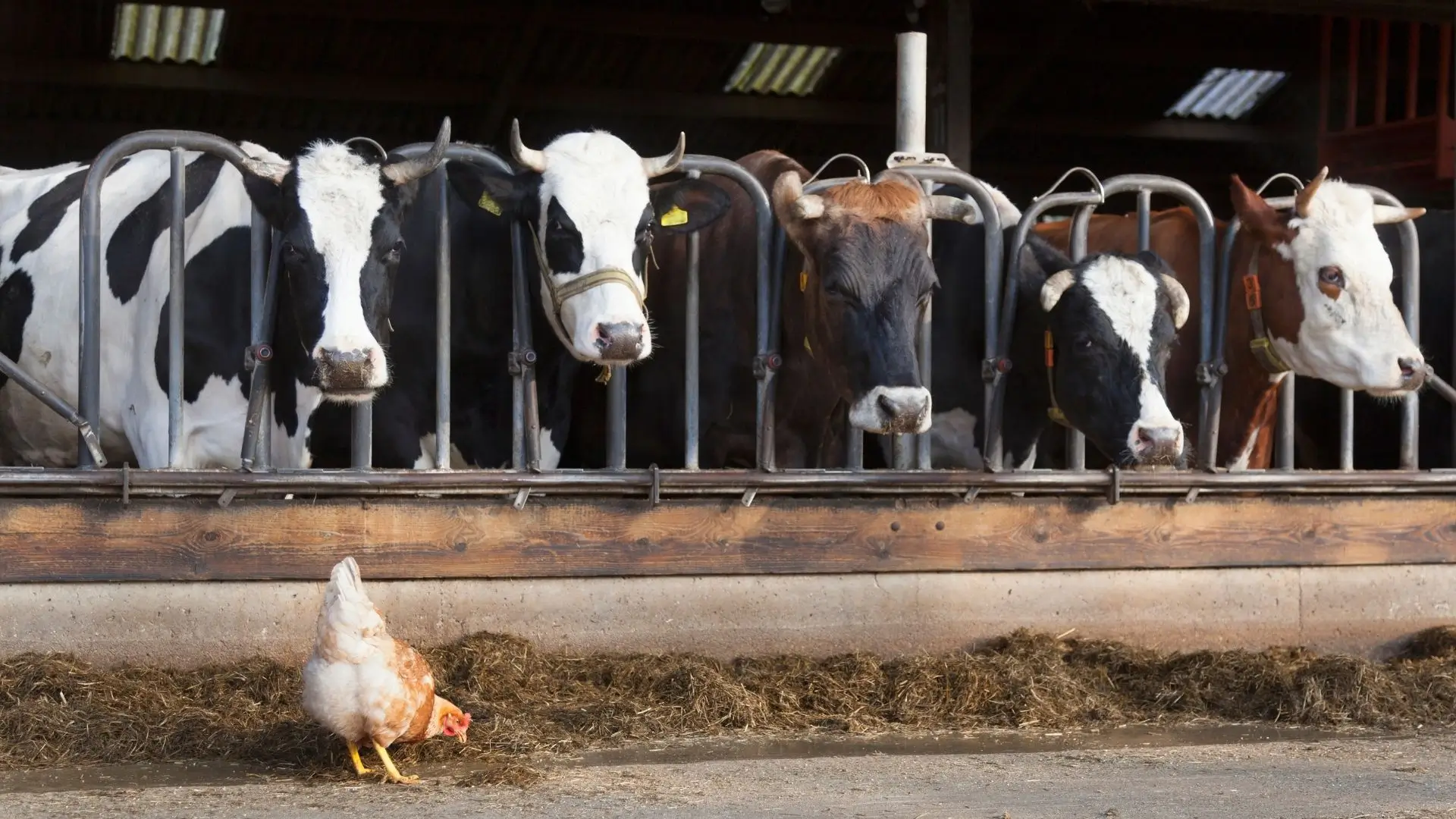 Characteristics of Dutch Cows (Holstein)