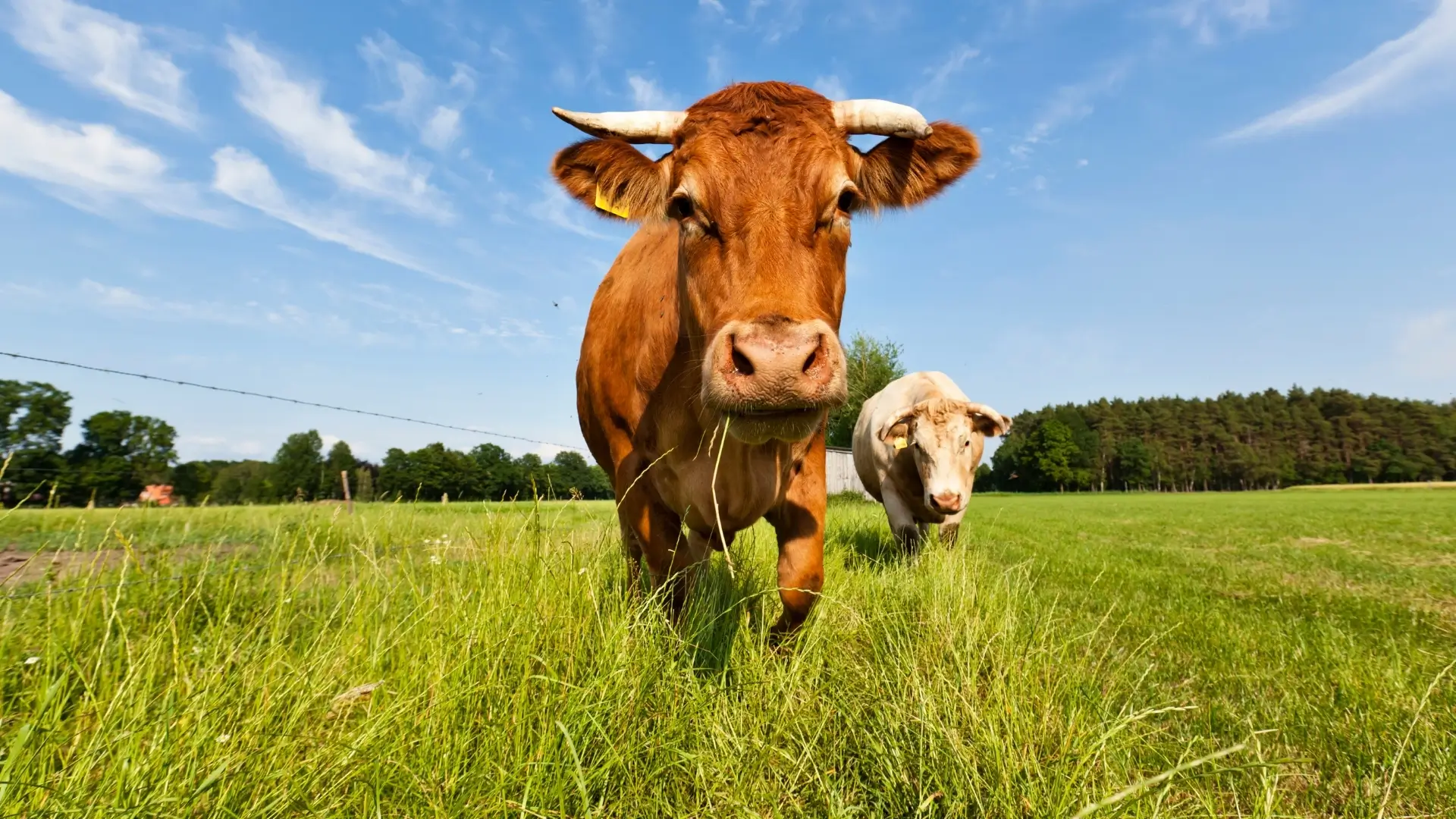 Cow Breeds and Breeds - Remairs Fan