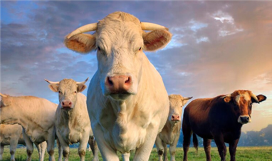 How many months does a cow give birth?