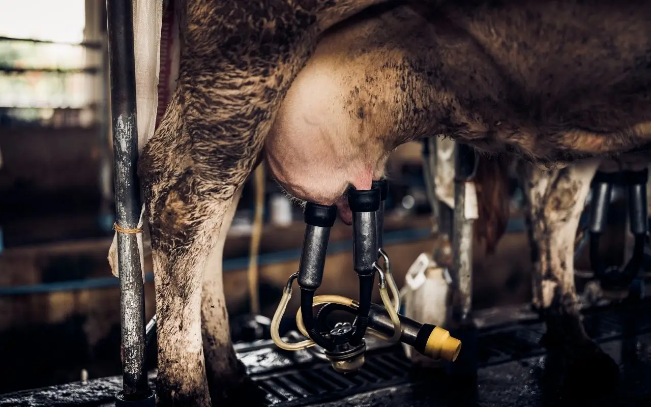 Milking Parlor Dimensions and Ventilation