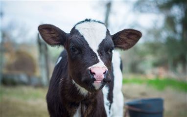 Newborn Calf Diseases